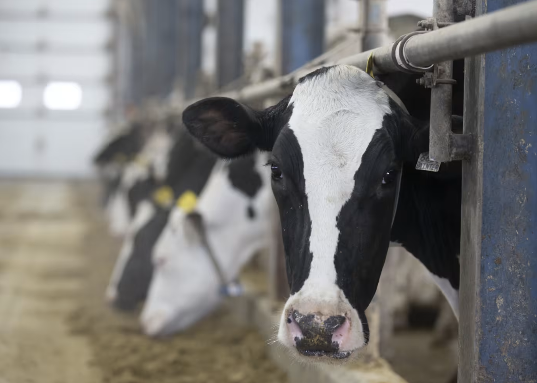 tagged dairy cow looking straight at the camera